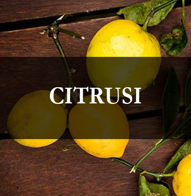 citrusi-seme-januar-2019.jpg