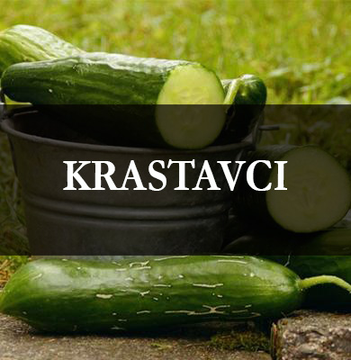krastavac-seme-januar-2019.jpg